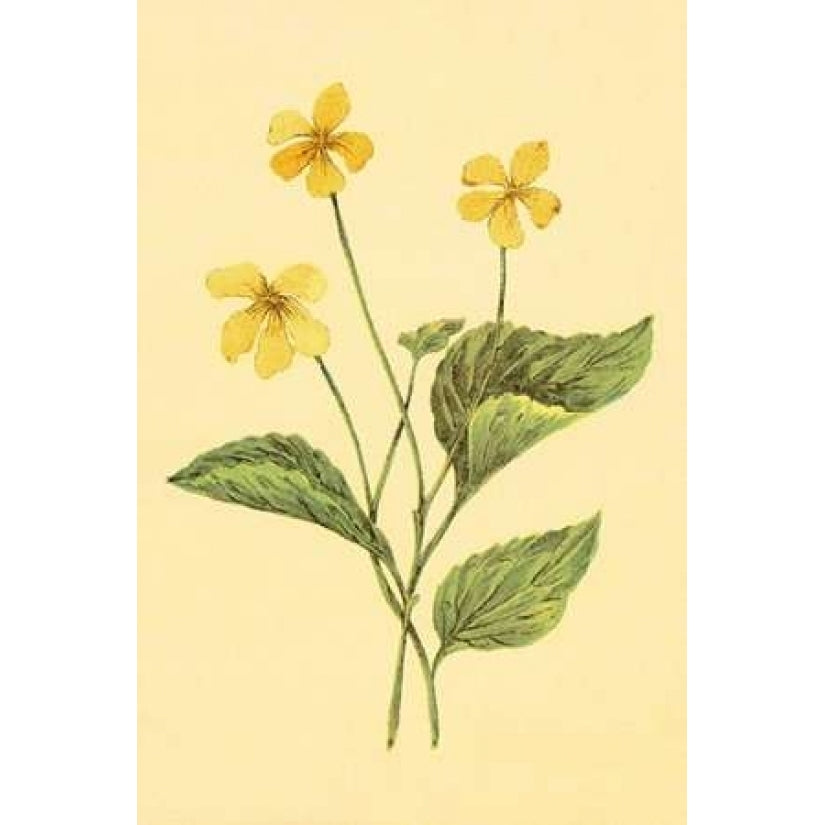 Yellow Violet Poster Print by PI Collection-VARPDXPZ097A Image 1