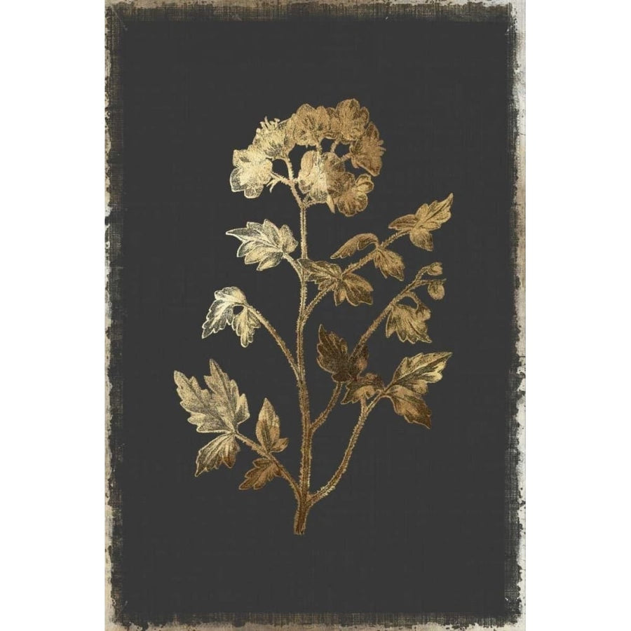 Cut Leaved Phacelia Poster Print by PI Collection-VARPDXPZ122A Image 1