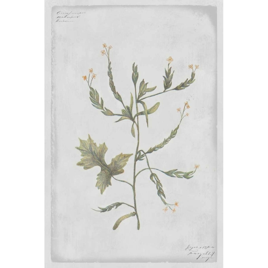 Hedge Mustard Poster Print by PI Collection-VARPDXPZ130A Image 1