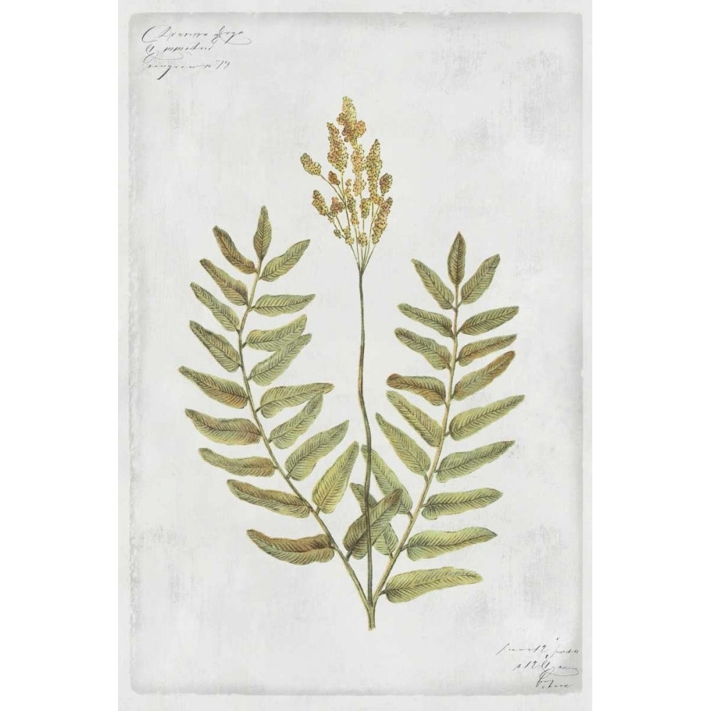 Flowering Fern Stem Poster Print by PI Collection-VARPDXPZ134A Image 1