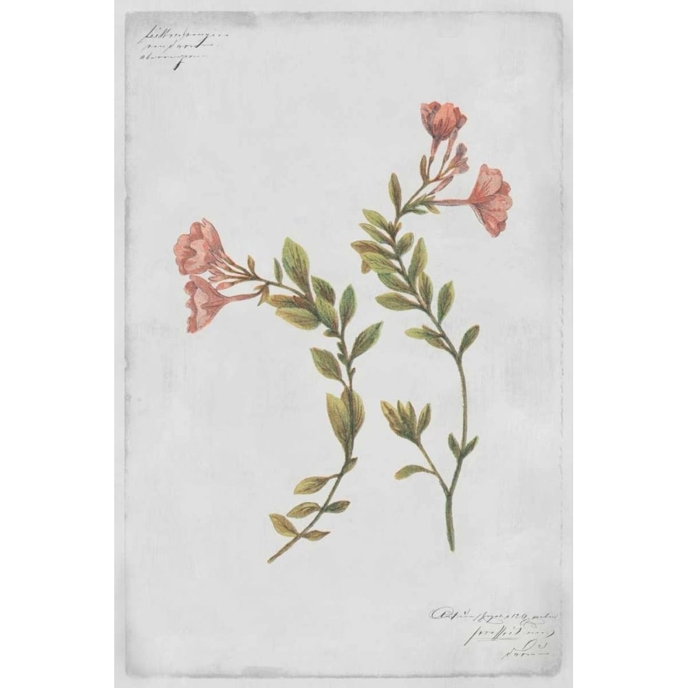 Epilobium Rigidum Poster Print by PI Collection-VARPDXPZ129A Image 1