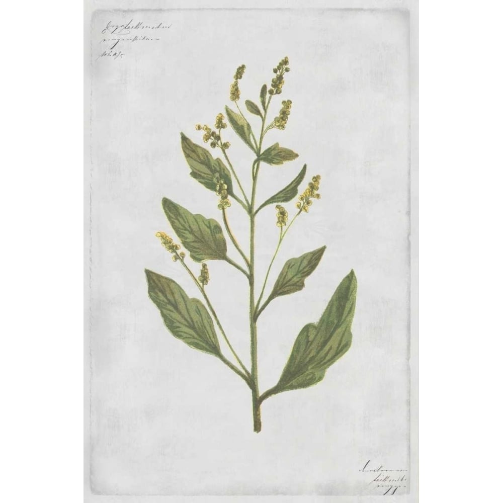 Lambs Quarters Poster Print by PI Collection-VARPDXPZ131A Image 1