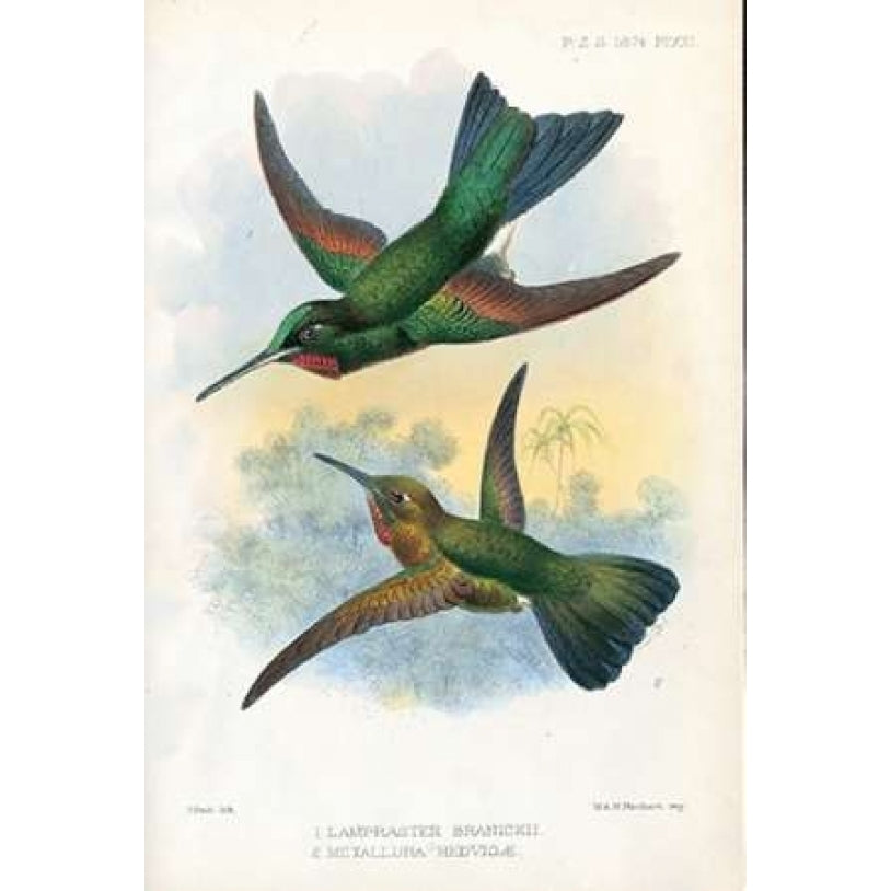 Humming Birds Poster Print by Joseph Smit-VARPDXPZS21 Image 1