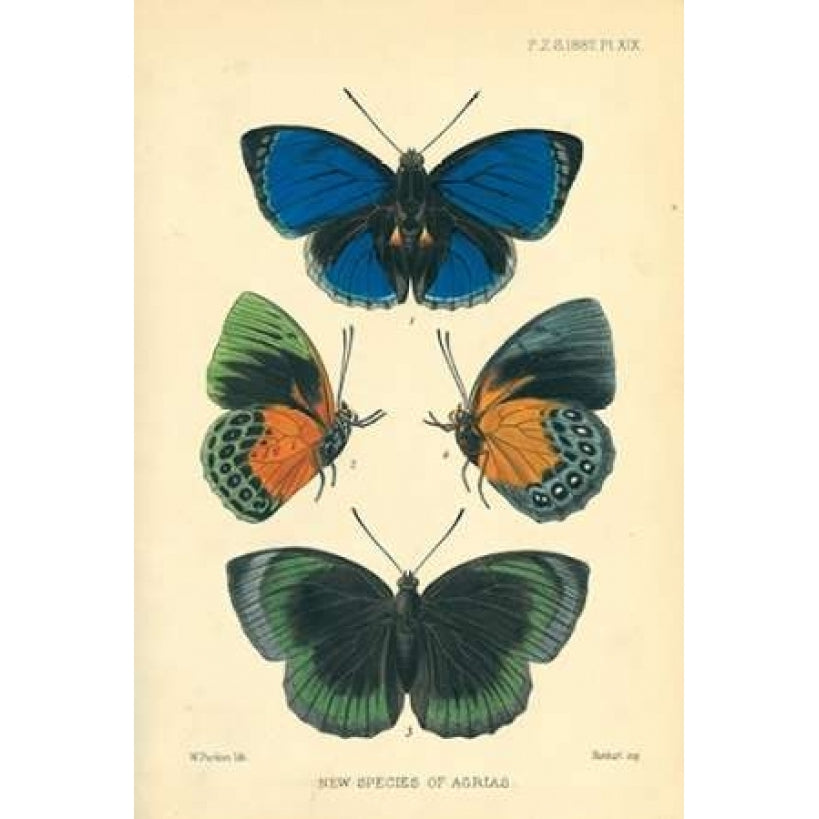 Butterflies species of Agrias Poster Print by Joseph Smit-VARPDXPZS39 Image 1