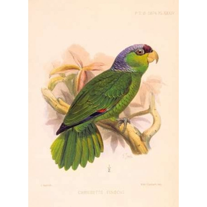 Parrot Chrysotis Finschi Poster Print by Joseph Smit-VARPDXPZS34 Image 1