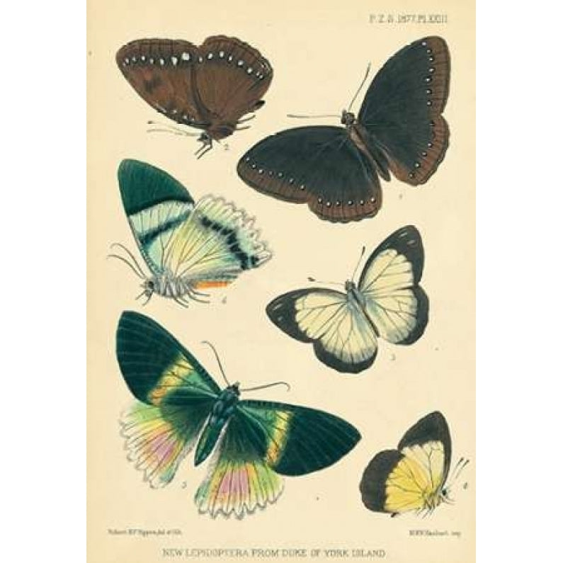 Butterflies Duke of York Island Poster Print by Joseph Smit-VARPDXPZS23 Image 1