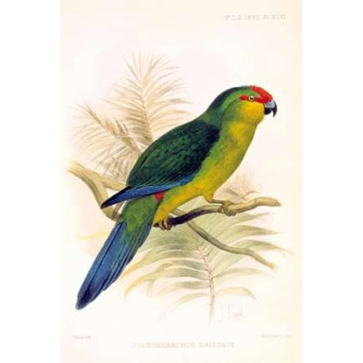 Parrot Saisseti Poster Print by Joseph Smit-VARPDXPZS46 Image 1