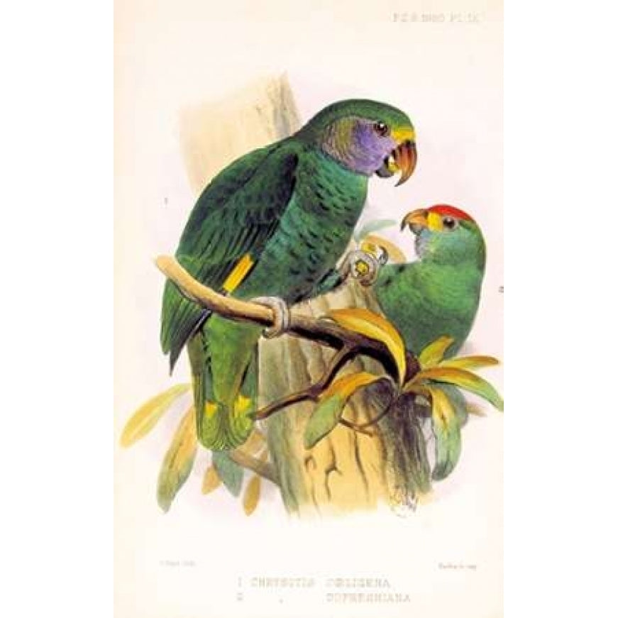 Parrots Chrysotis Poster Print by Joseph Smit-VARPDXPZS09 Image 2