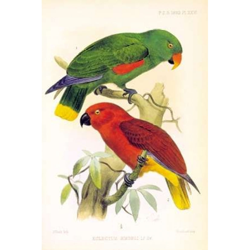 Parrots Eclectus Riedelli Poster Print by Joseph Smit-VARPDXPZS26 Image 2