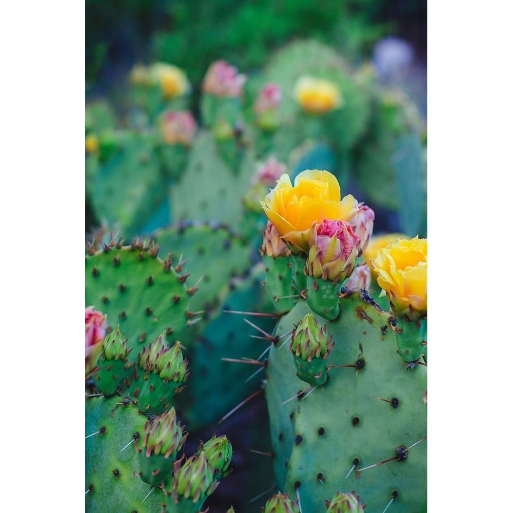 Spring Cacti No. 1 Poster Print - Sonja Quintero-VARPDXQ23D Image 1