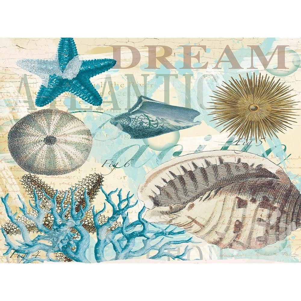 Dream Shells R1 Poster Print by Candace Allen-VARPDXQCARC044B Image 1