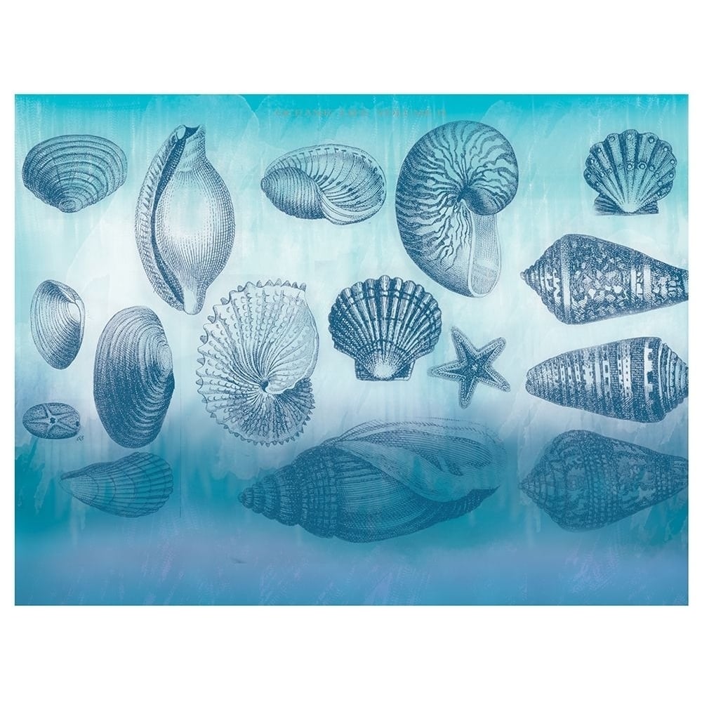 Watercolor Coast Shells Poster Print by Candace Allen-VARPDXQCARC064A Image 1