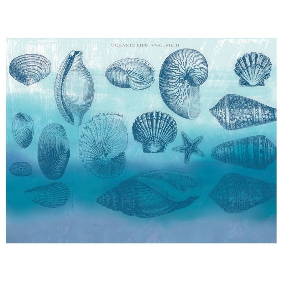 Watercolor Coast Shells 2 Poster Print by Candace Allen-VARPDXQCARC064B Image 1