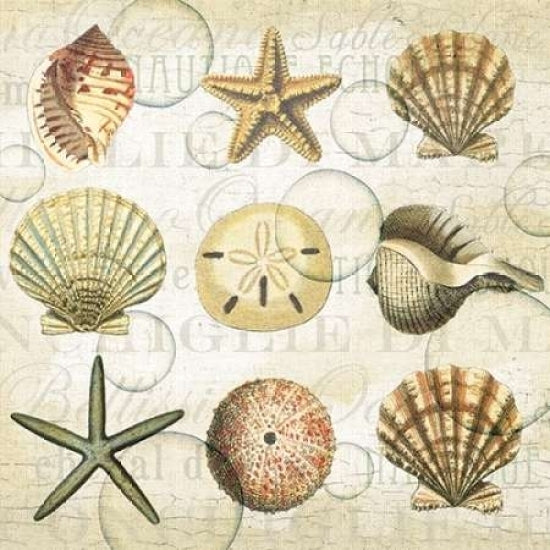 Shells 3 Poster Print by Ophelia and Company-VARPDXQCOSQ002 Image 1