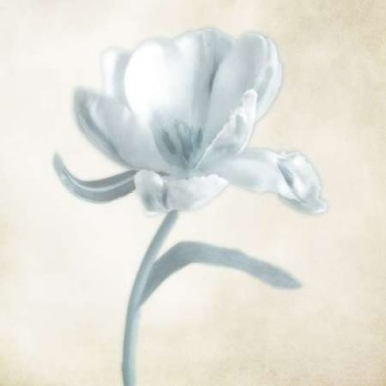 Blue Ivory Blossom 1 Poster Print by Dianne Poinski-VARPDXQPD8SQ001B Image 1