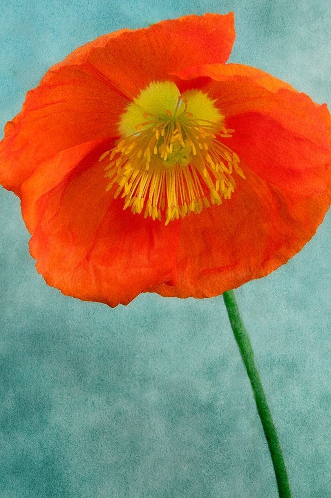 Poppy 2 Poster Print by Dianne Poinski-VARPDXQPDRC035B Image 1