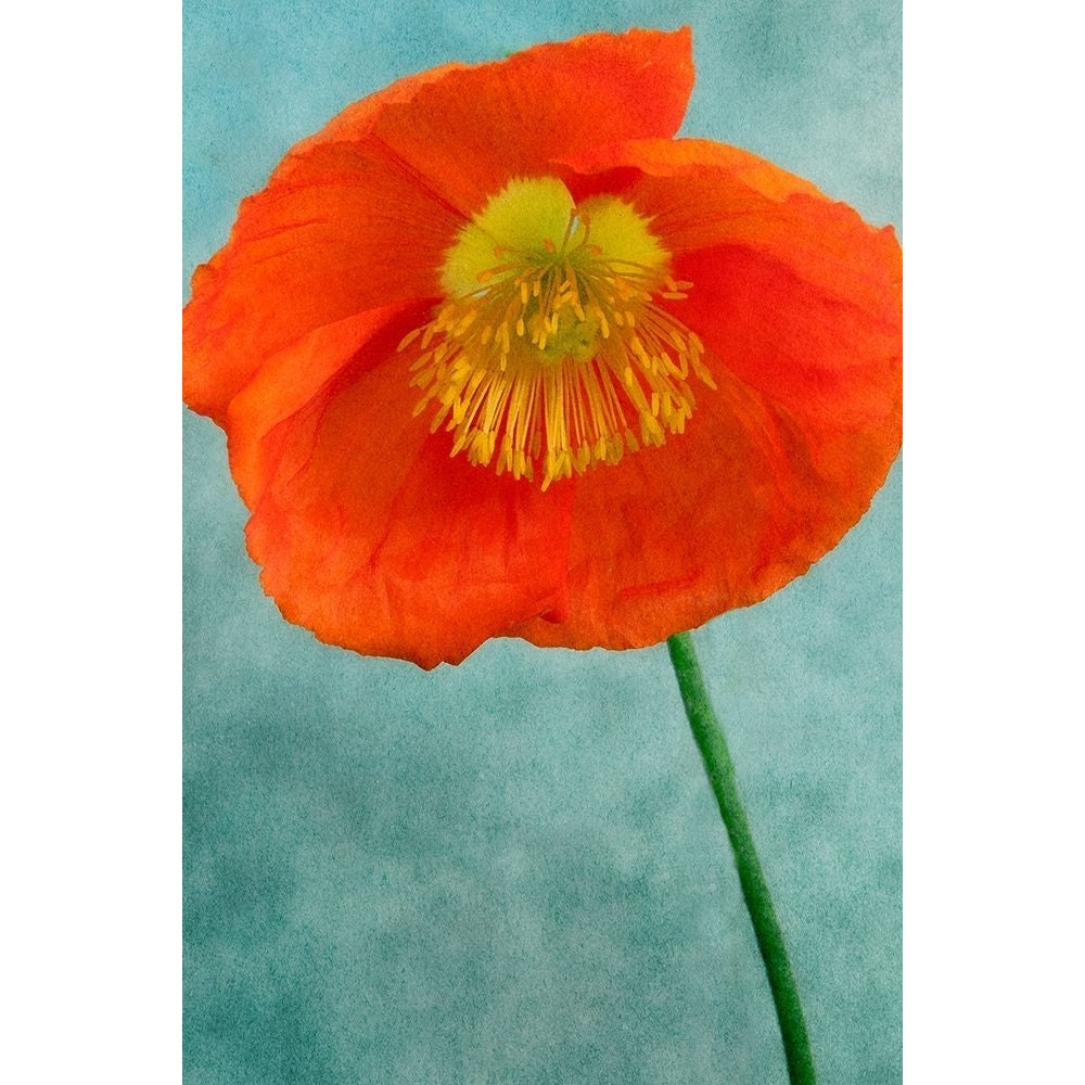 Poppy 2 Poster Print by Dianne Poinski-VARPDXQPDRC035B Image 2