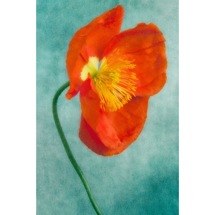 Poppy 4 Poster Print by Dianne Poinski-VARPDXQPDRC035D Image 1