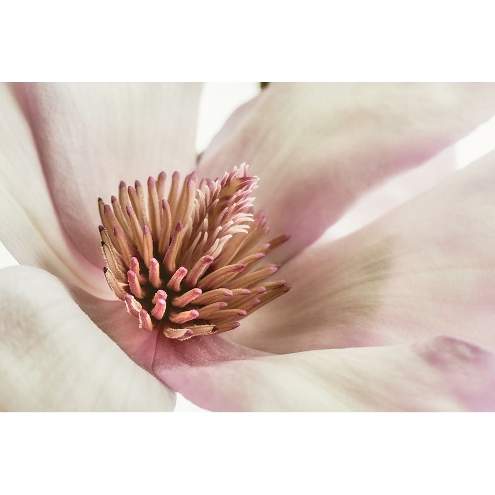 Pink Magnolia 3 Poster Print by Dianne Poinski-VARPDXQPDRC042B Image 2