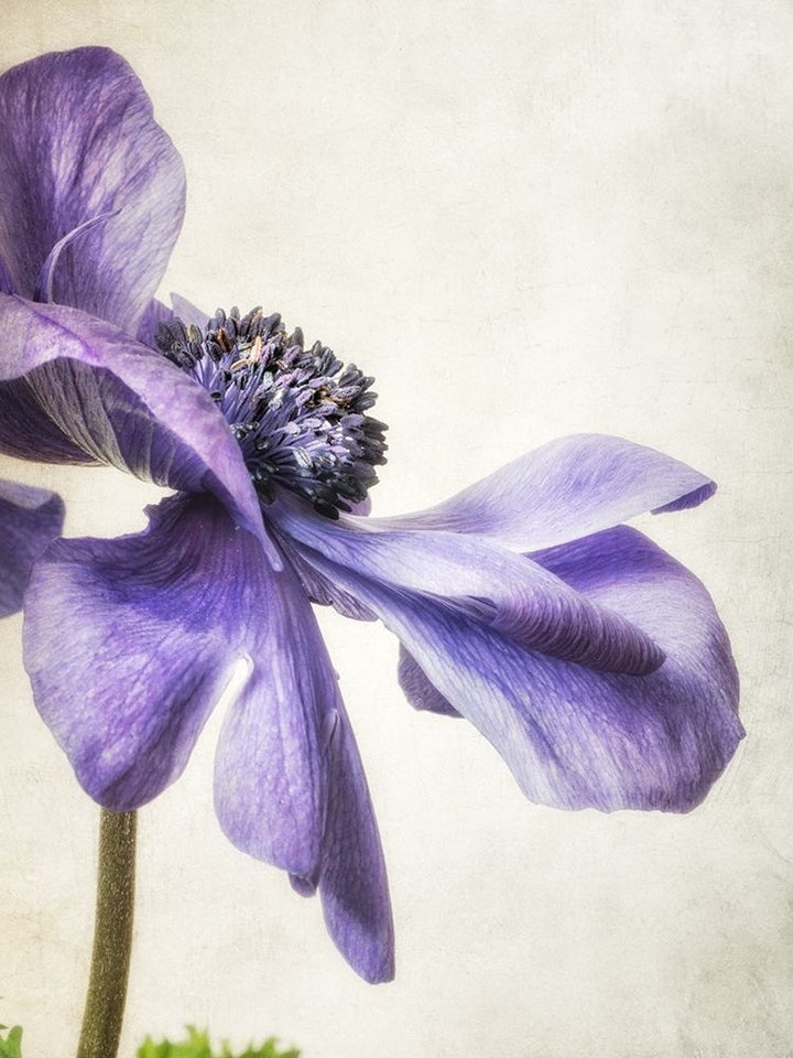 Purple Anemone Poster Print by Dianne Poinski-VARPDXQPDRC041 Image 1