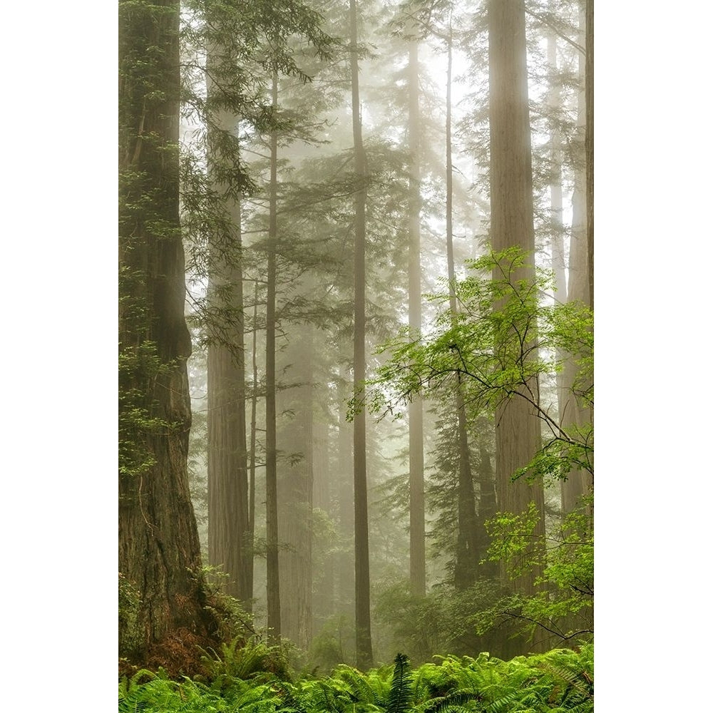 North Coast Redwoods Poster Print by Dianne Poinski-VARPDXQPDRC048 Image 1