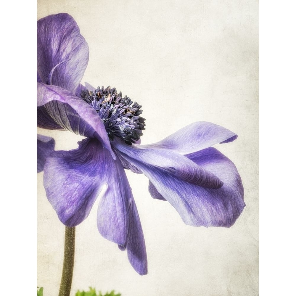 Purple Anemone Poster Print by Dianne Poinski-VARPDXQPDRC041 Image 2