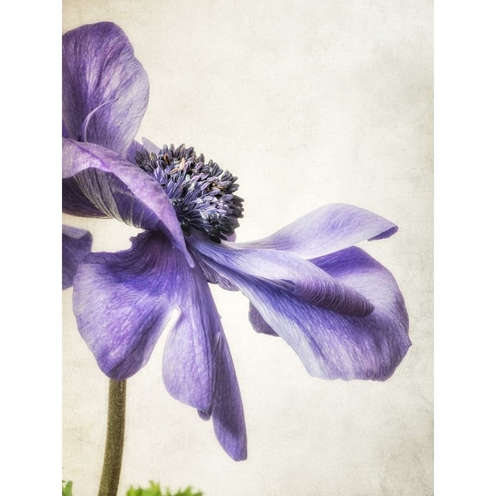 Purple Anemone Poster Print by Dianne Poinski-VARPDXQPDRC041 Image 1