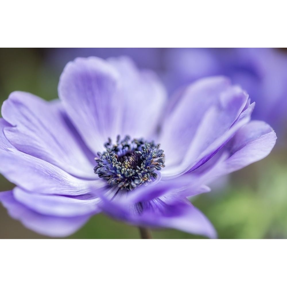 Spring Anemone II Poster Print by Dianne Poinski-VARPDXQPDRC065A Image 1