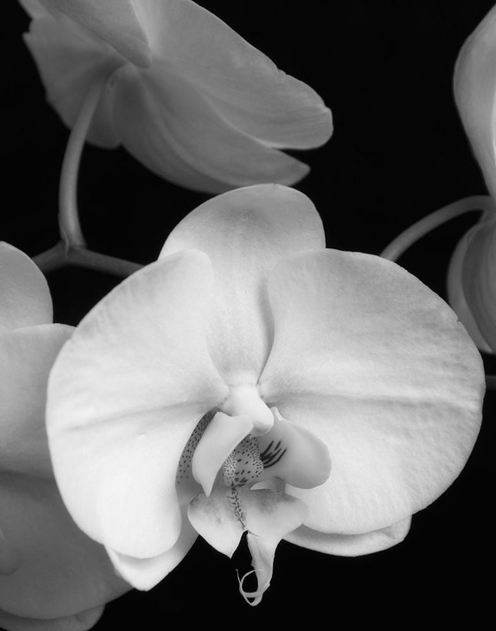 White Orchid 1 Poster Print by Dianne Poinski-VARPDXQPDRC11401 Image 1