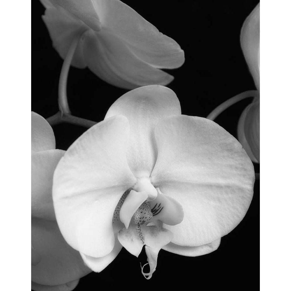 White Orchid 1 Poster Print by Dianne Poinski-VARPDXQPDRC11401 Image 2