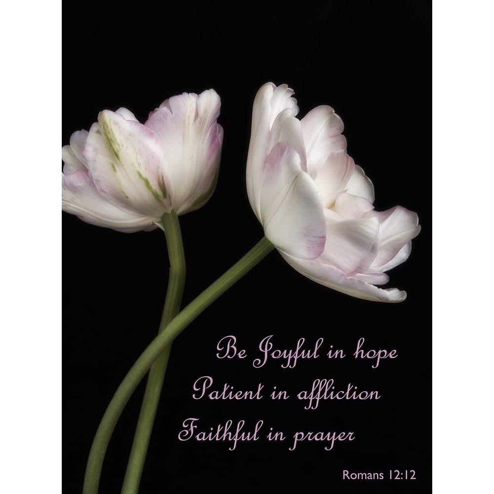 Perfect Petals 3 Poster Print by Dianne Poinski-VARPDXQPDRC11427B Image 1