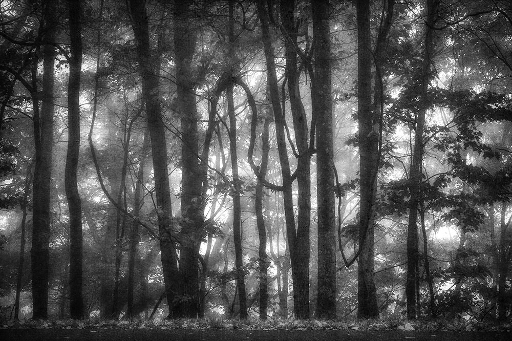 Into the Woods 2 BW Poster Print by Dianne Poinski-VARPDXQPDRC10162A Image 1