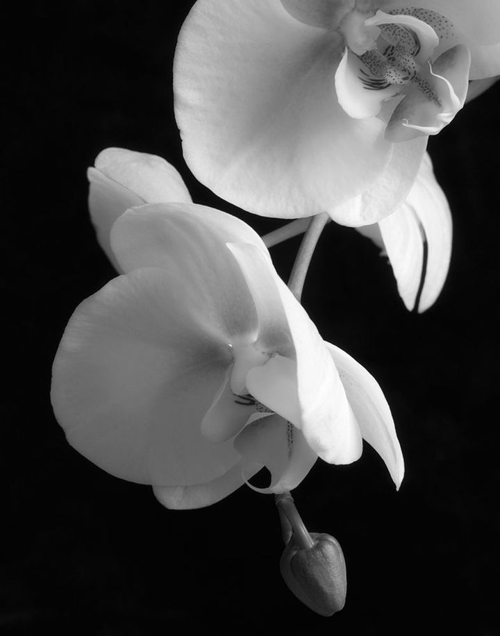 White Orchid 2 Poster Print by Dianne Poinski-VARPDXQPDRC11402 Image 1