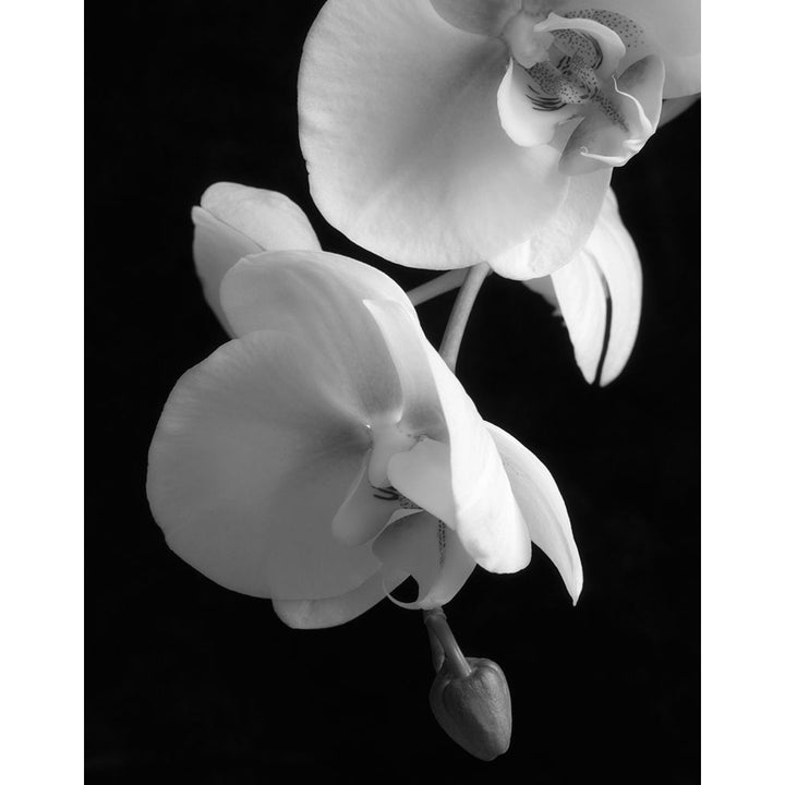 White Orchid 2 Poster Print by Dianne Poinski-VARPDXQPDRC11402 Image 2