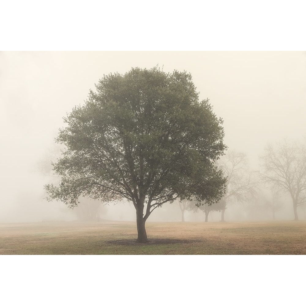 Trees in Fog 6 Poster Print by Dianne Poinski-VARPDXQPDRC11955 Image 2