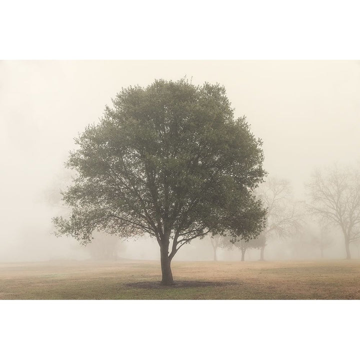 Trees in Fog 6 Poster Print by Dianne Poinski-VARPDXQPDRC11955 Image 1