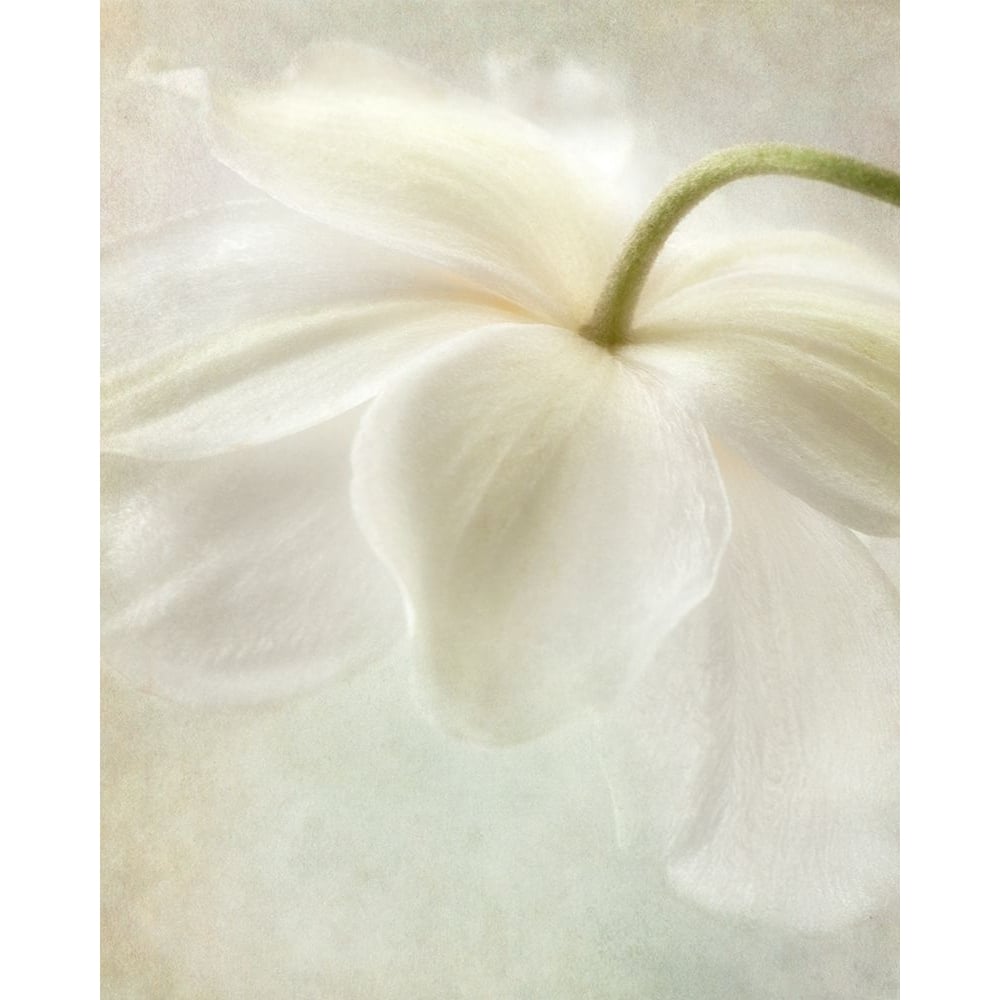 Spring Bonnet II Poster Print by Dianne Poinski-VARPDXQPDRC1802 Image 1