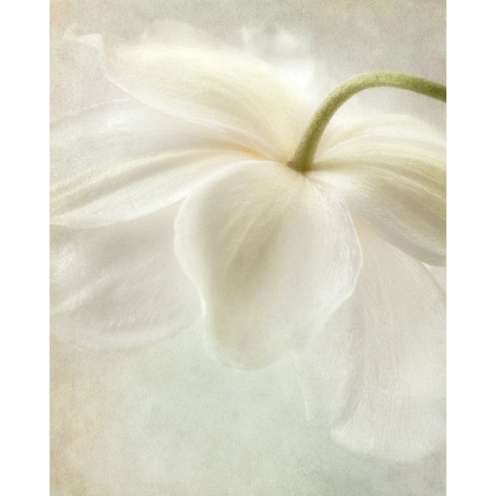 Spring Bonnet II Poster Print by Dianne Poinski-VARPDXQPDRC1802 Image 1