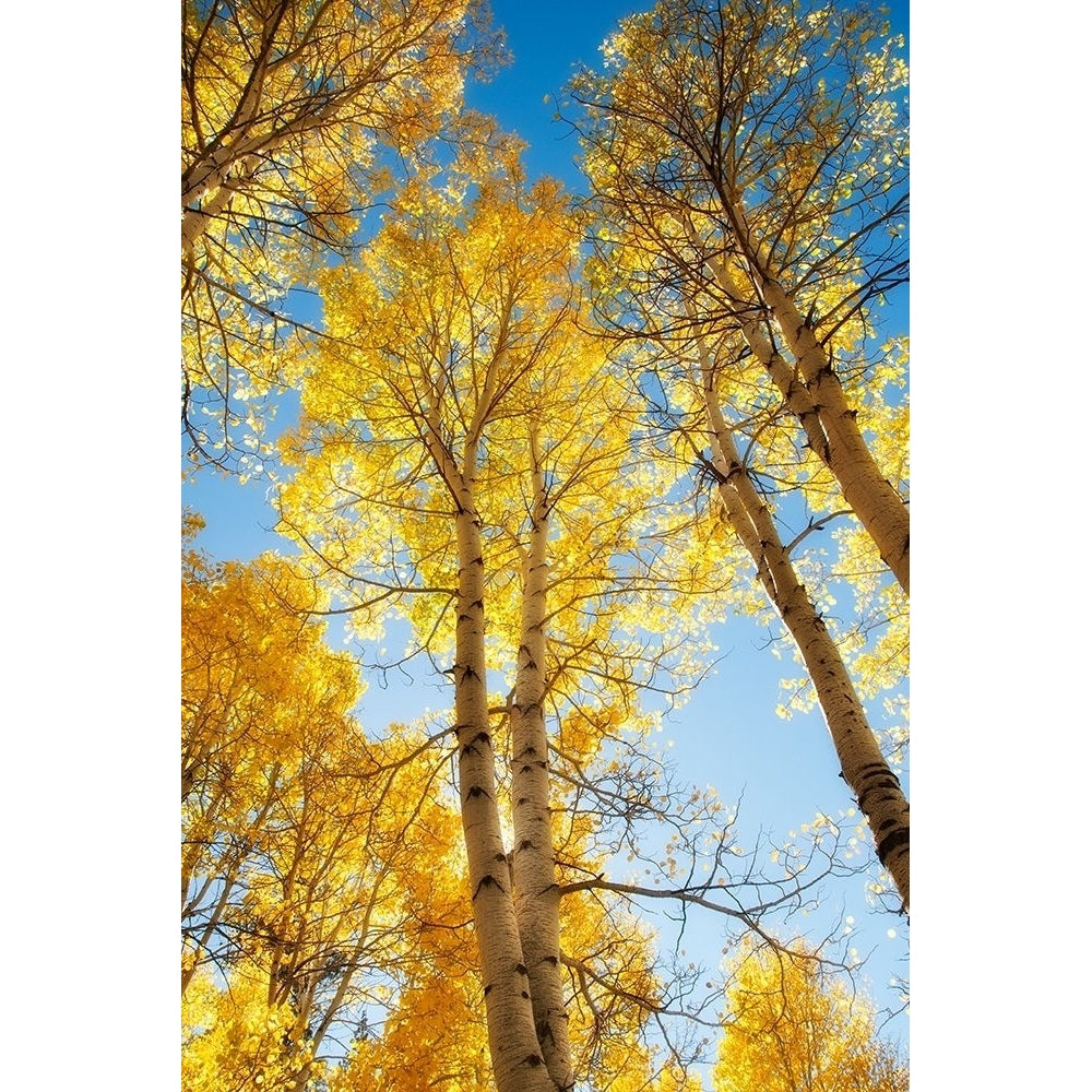 Golden Tree Tops 1 Poster Print by Dianne Poinski-VARPDXQPDRC2701 Image 1