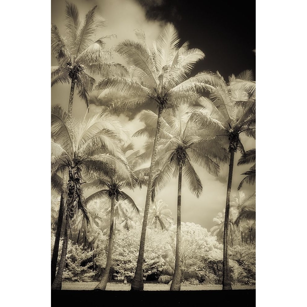 White Palms 1 Poster Print by Dianne Poinski-VARPDXQPDRC7901 Image 1