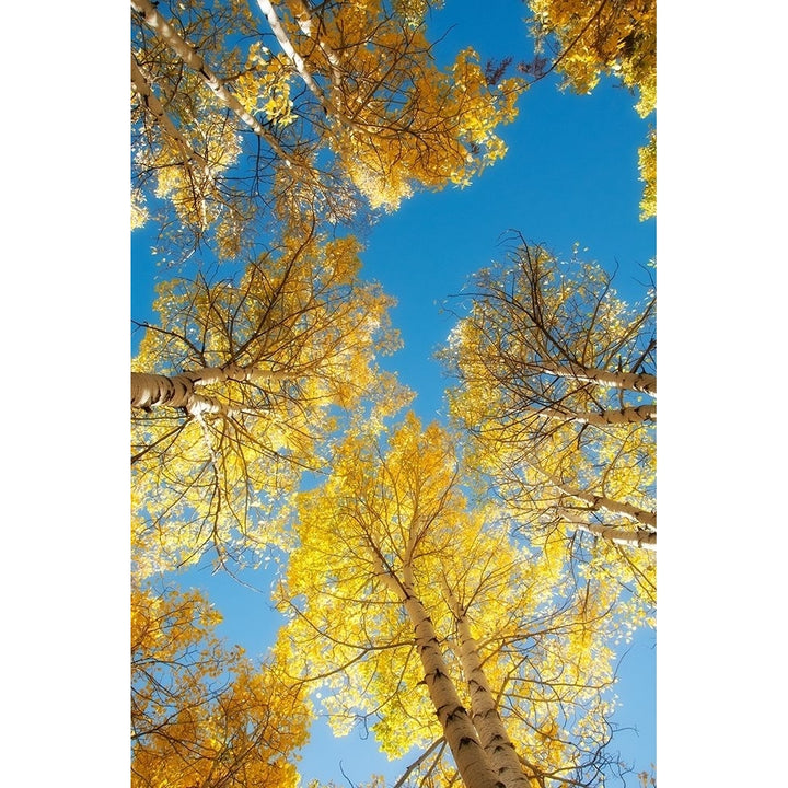 Golden Tree Tops 2 Poster Print by Dianne Poinski-VARPDXQPDRC2702 Image 2