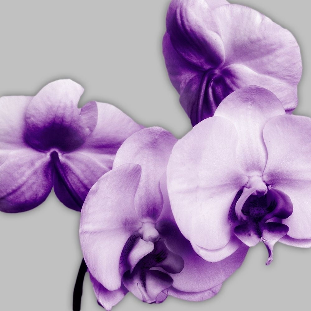 Vibrant Orchids 1 Poster Print by Dianne Poinski-VARPDXQPDSQ071A Image 1