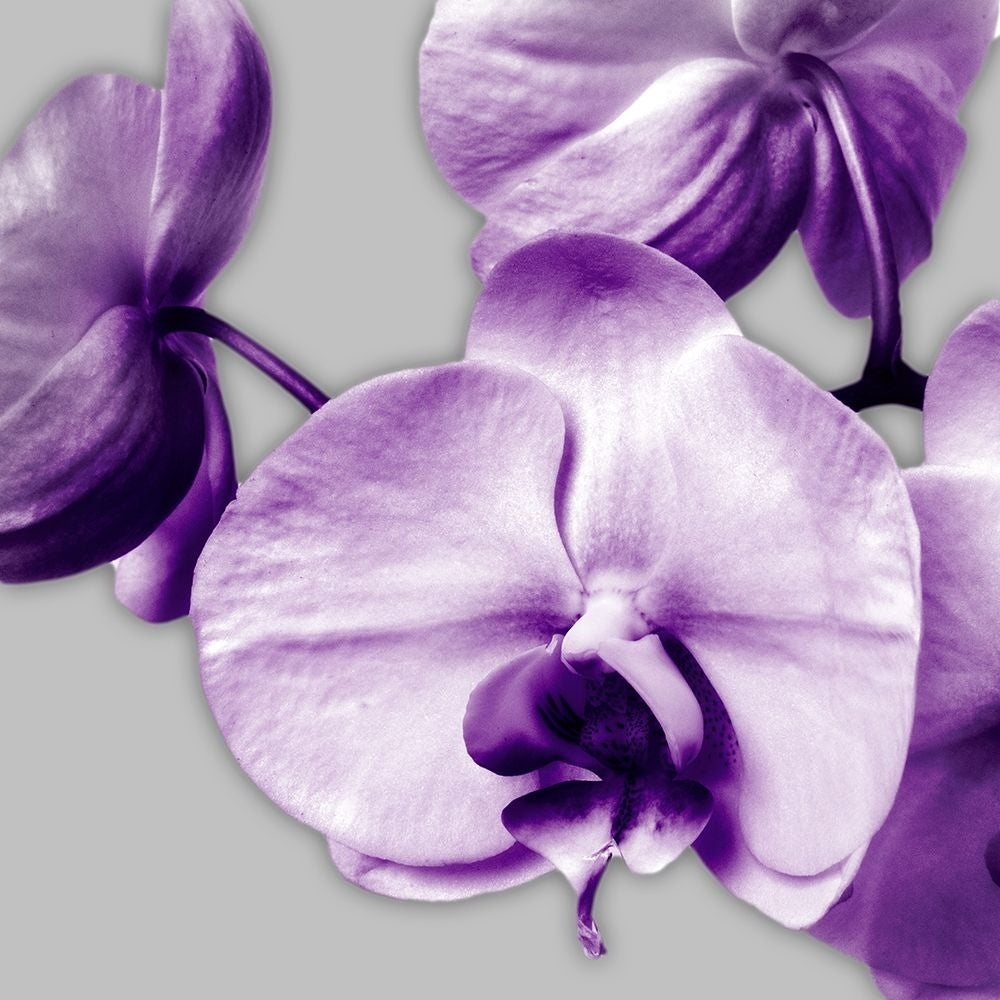 Vibrant Orchids 2 Poster Print by Dianne Poinski-VARPDXQPDSQ071B Image 1