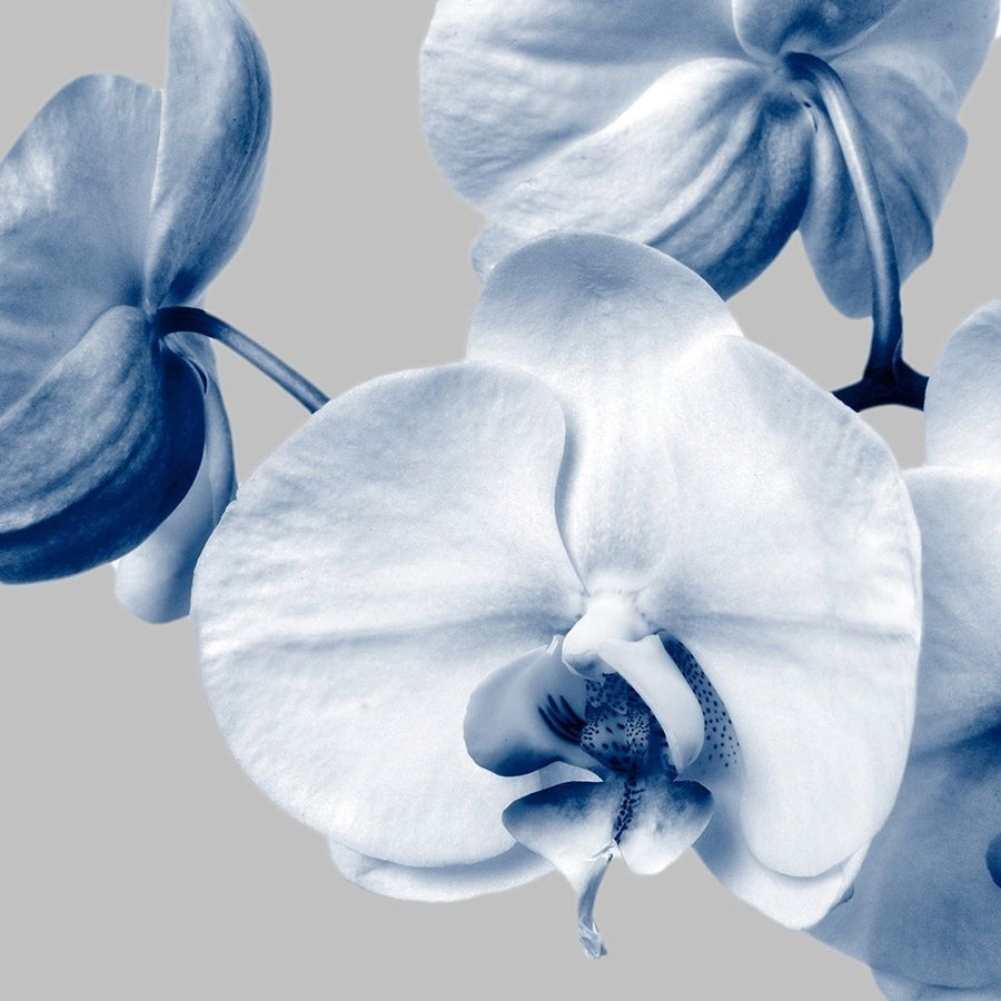 Indigo Orchids 2 Poster Print by Dianne Poinski-VARPDXQPDSQ070B Image 1