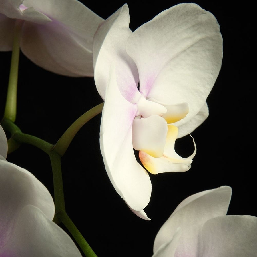 White Orchids 2 Poster Print by Dianne Poinski-VARPDXQPDSQ072B Image 1