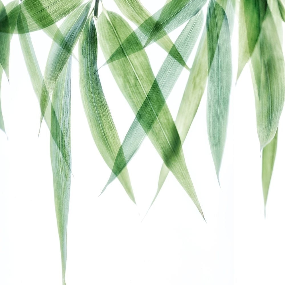 Swaying Bamboo 2 Poster Print by Dianne Poinski-VARPDXQPDSQ074B Image 1