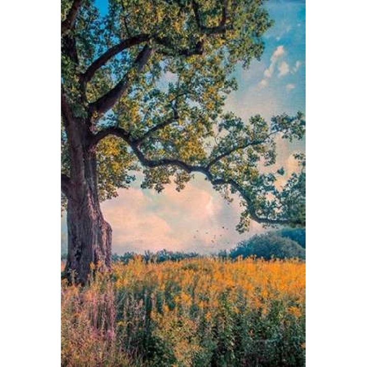 Where I Daydream Poster Print by John Rivera-VARPDXR1065D Image 1