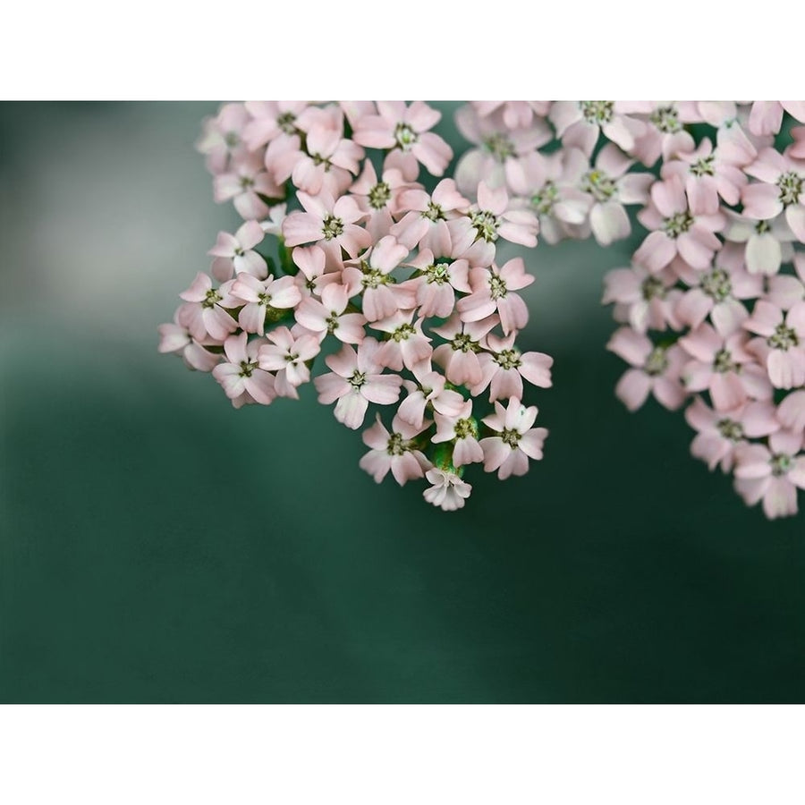 Blush Pink Flowers Poster Print by Brooke T. Ryan-VARPDXR1213D Image 1