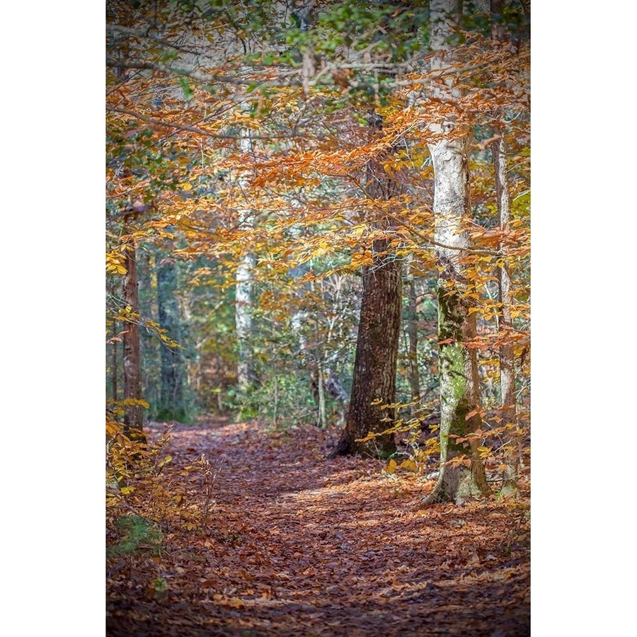 Rust Fall Forest Poster Print by Brooke T. Ryan-VARPDXR1225D Image 1