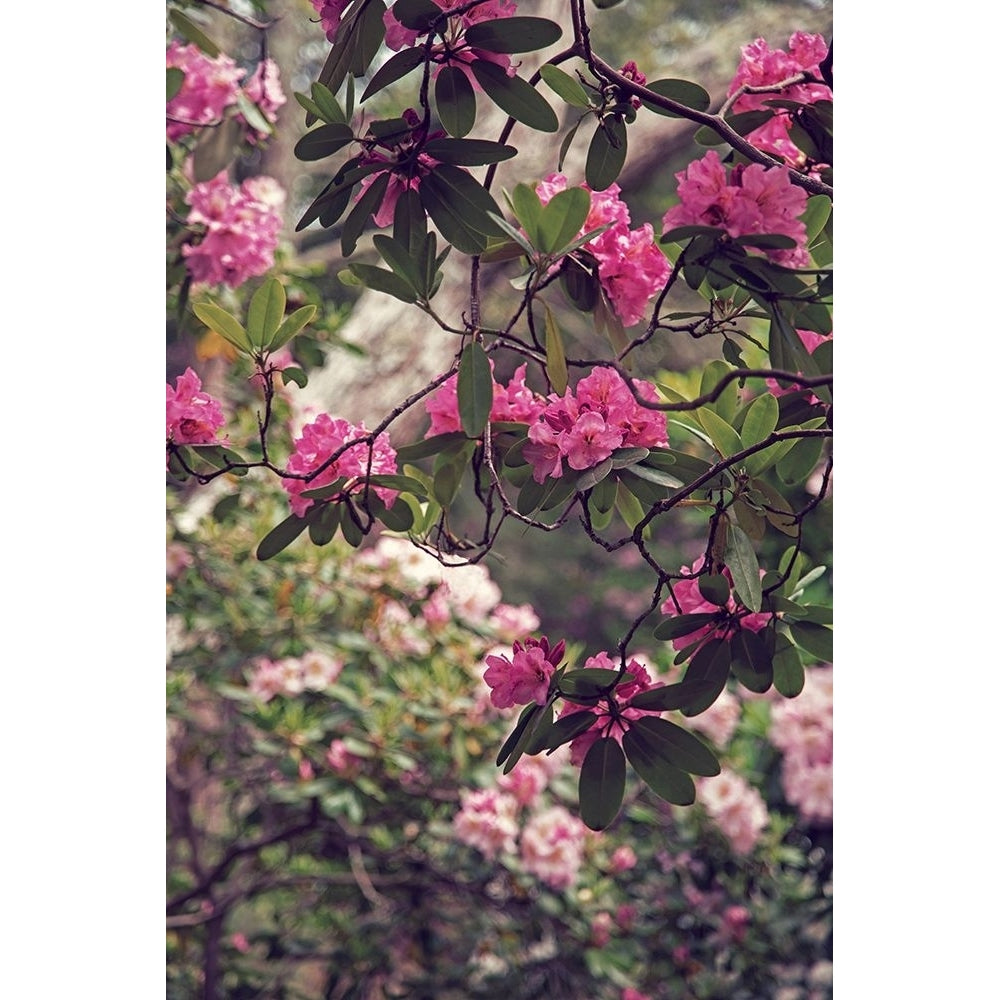 Rhododendrons Poster Print - Brooke T. Ryan-VARPDXR1250D Image 1